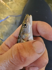 Ptychocheilus grandis