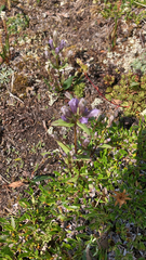 Gentianella