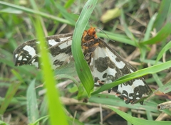 Pterothysanus laticilia