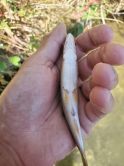 Ptychocheilus grandis