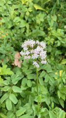 Valeriana sitchensis