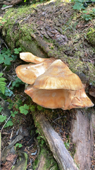 Laetiporus