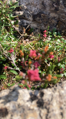 Kalmia procumbens