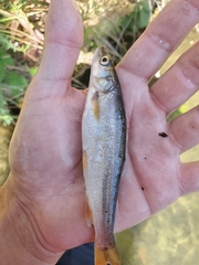 Ptychocheilus grandis