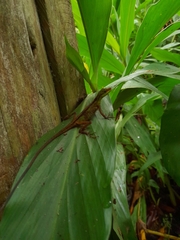 Anolis ventrimaculatus