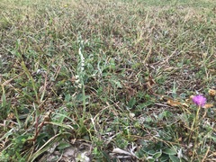 Spiranthes spiralis
