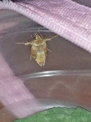 Noctuoidea