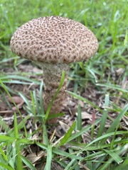 Strobilomyces strobilaceus