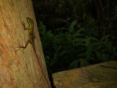 Anolis ventrimaculatus
