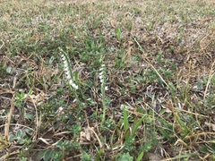Spiranthes spiralis