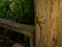 Anolis ventrimaculatus