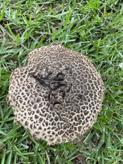 Strobilomyces strobilaceus
