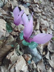 Cyclamen purpurascens