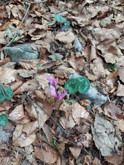 Cyclamen purpurascens
