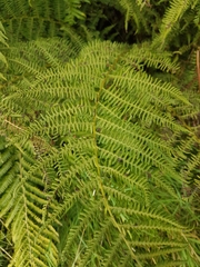 Athyrium filix-femina