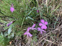 Dianthus repens