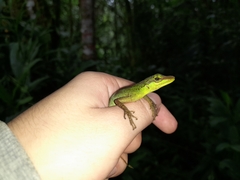 Anolis ventrimaculatus