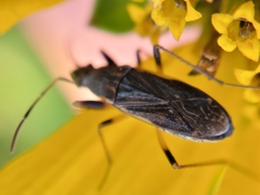 Ligyrocoris