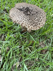 Strobilomyces strobilaceus