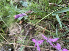 Dianthus repens