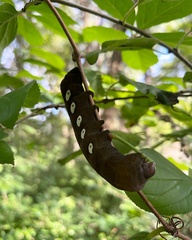 Eumorpha pandorus
