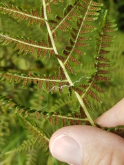 Athyrium filix-femina