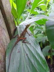 Anolis ventrimaculatus