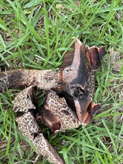 Strobilomyces strobilaceus