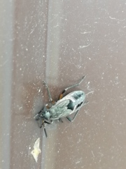Rhyparochromus