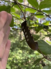 Eumorpha pandorus