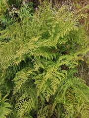Dryopteris dilatata
