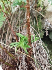 Dryopteris dilatata