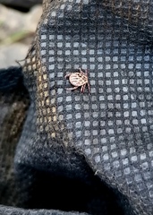 Dermacentor reticulatus