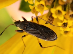 Ligyrocoris
