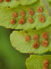 Dryopteris affinis cambrensis