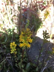Solidago spathulata