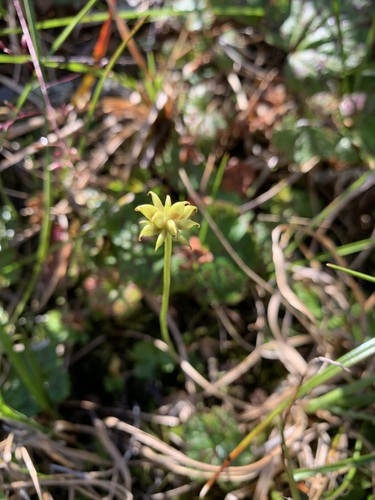 Image of Ranunculus lapponicus by (c) Valerii Glazunov, some rights reserved (CC BY)