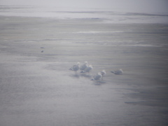 Larus argentatus