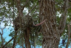 Tillandsia paraensis