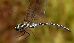 Aeshna verticalis