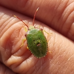 Acanthosoma haemorrhoidale