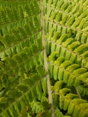 Dryopteris affinis cambrensis