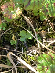 Ranunculus lapponicus