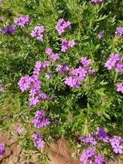 Glandularia wrightii