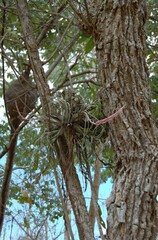 Tillandsia paraensis