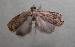 Olethreutes permundana