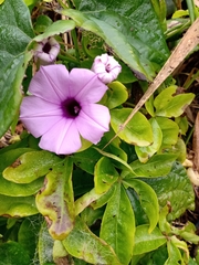 Ipomoea cairica