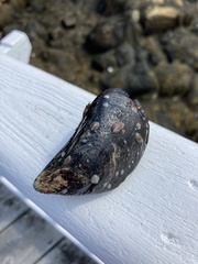 Crepidula convexa