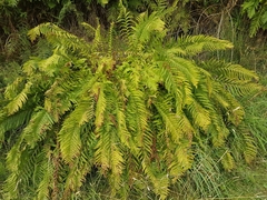 Dryopteris affinis cambrensis