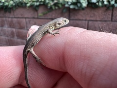 Lacerta agilis
